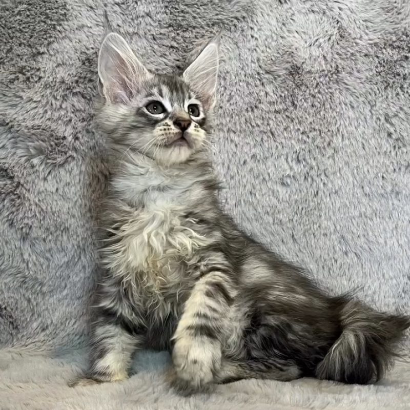 販売中の愛知県のメインクーン-135133の5枚目