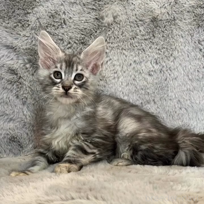 販売中の愛知県のメインクーン-135133の1枚目