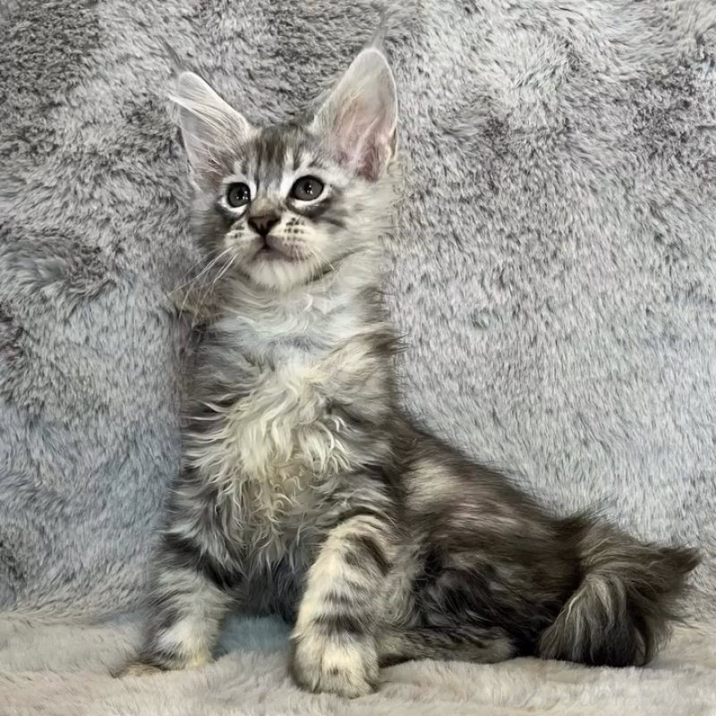 販売中の愛知県のメインクーン-135133の4枚目