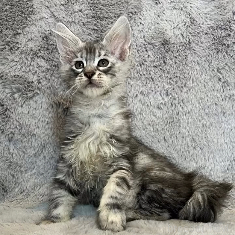 販売中の愛知県のメインクーン-135133の2枚目