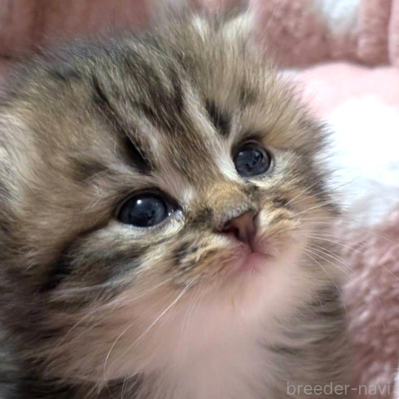 販売中の三重県のサイベリアン-135135の1枚目