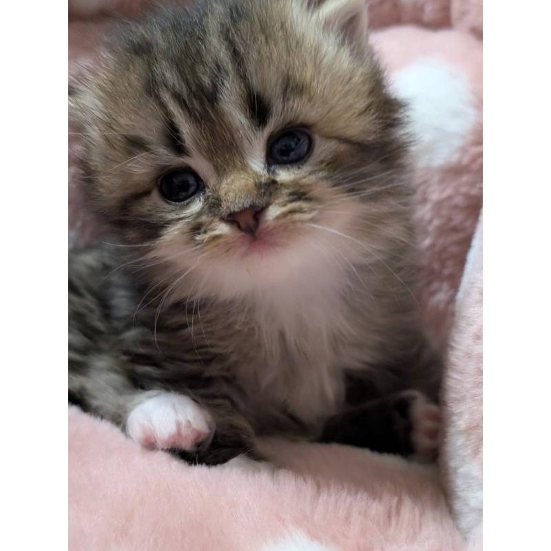 販売中の三重県のサイベリアン-135135の5枚目