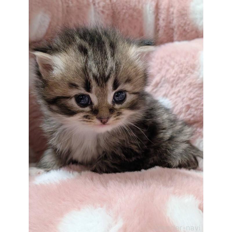 販売中の三重県のサイベリアン-135135の4枚目