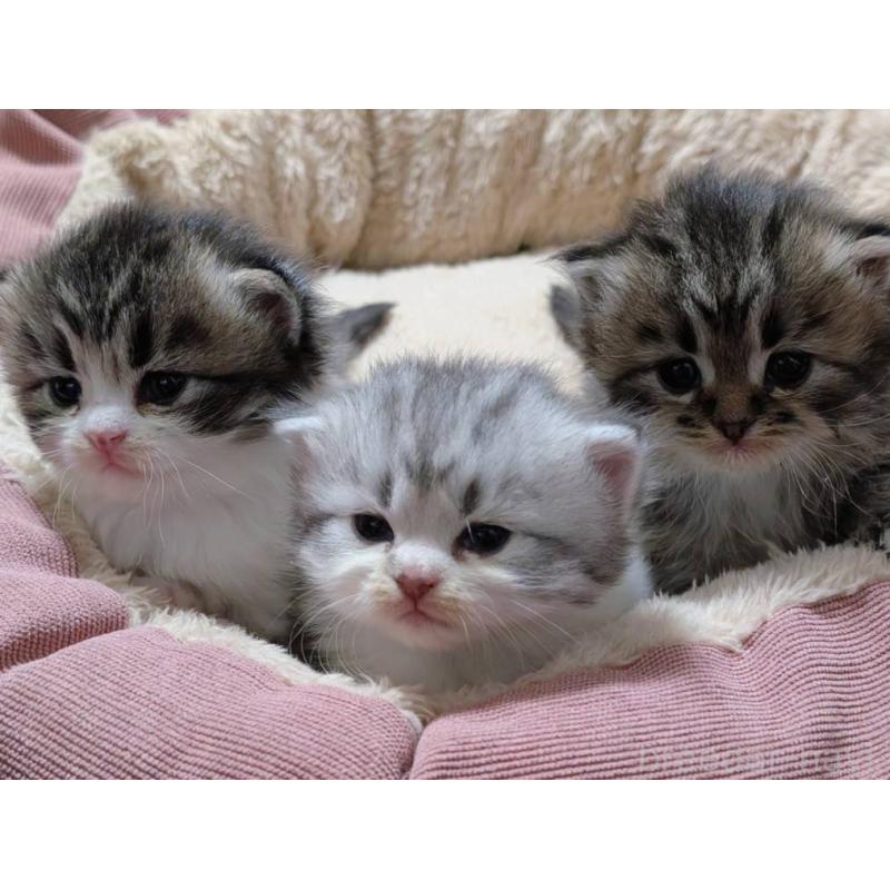 販売中の三重県のサイベリアン-135135の2枚目