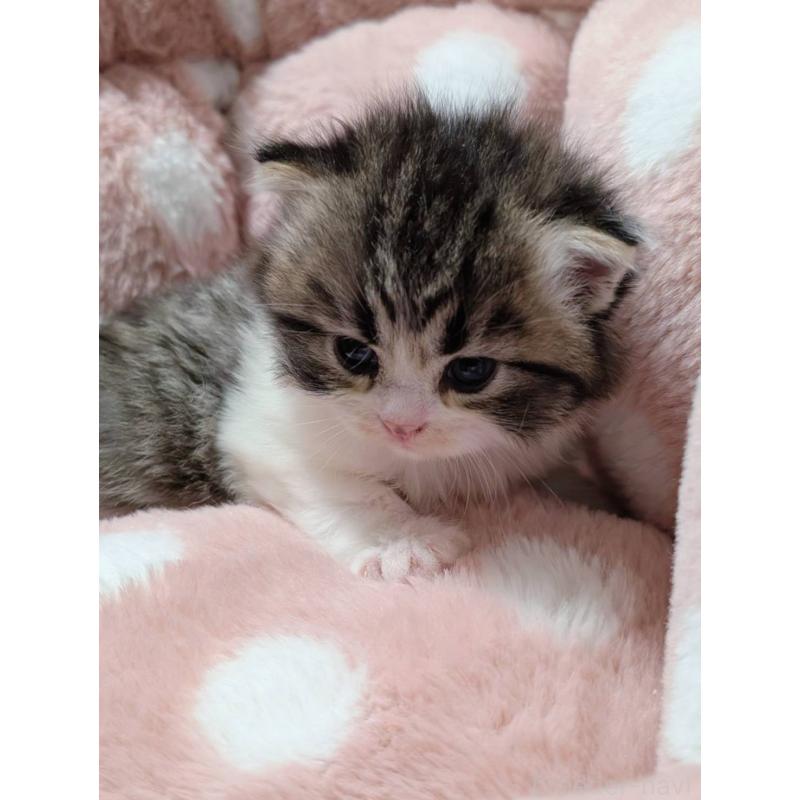 販売中の三重県のサイベリアン-135136の5枚目