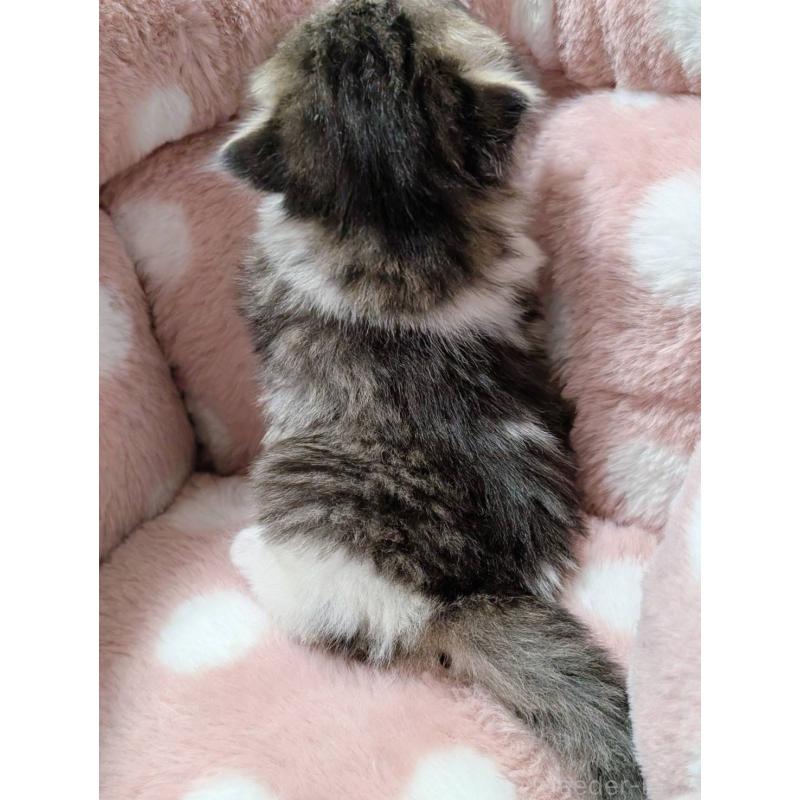 販売中の三重県のサイベリアン-135136の4枚目