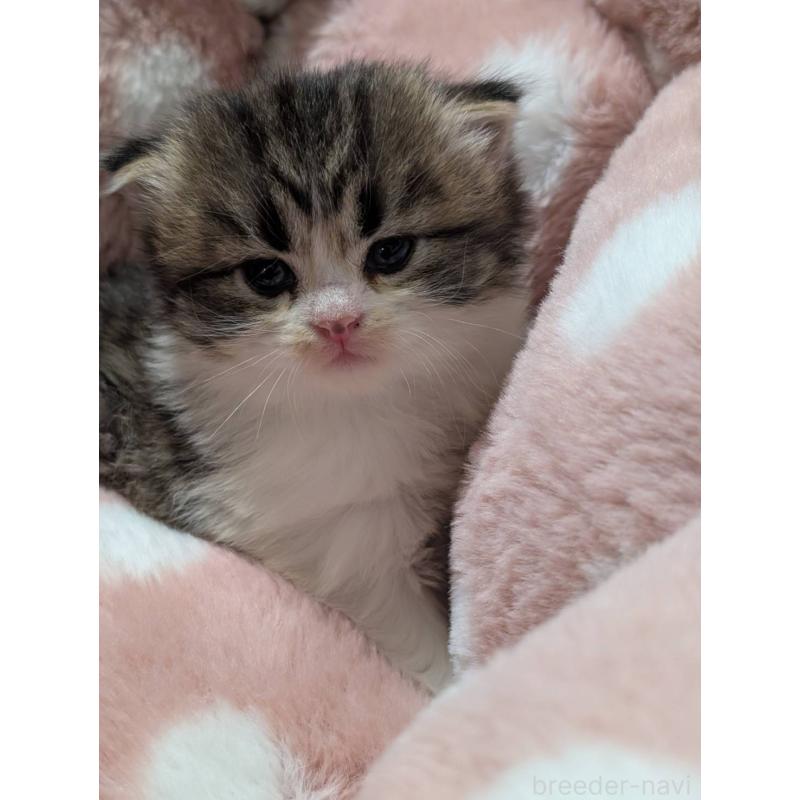 販売中の三重県のサイベリアン-135136の3枚目