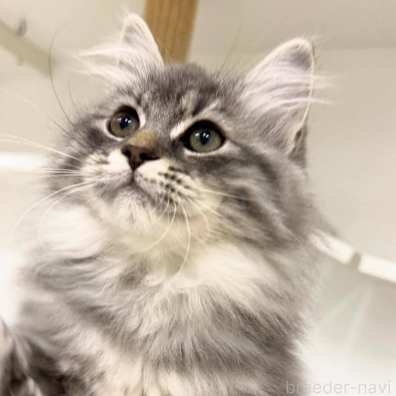 販売中の神奈川県のサイベリアン-135137の1枚目