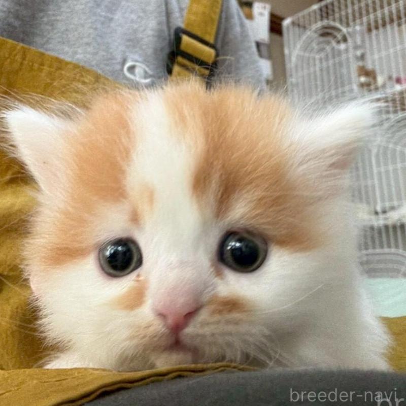 販売中の広島県のミヌエット(短足)-135138の16枚目