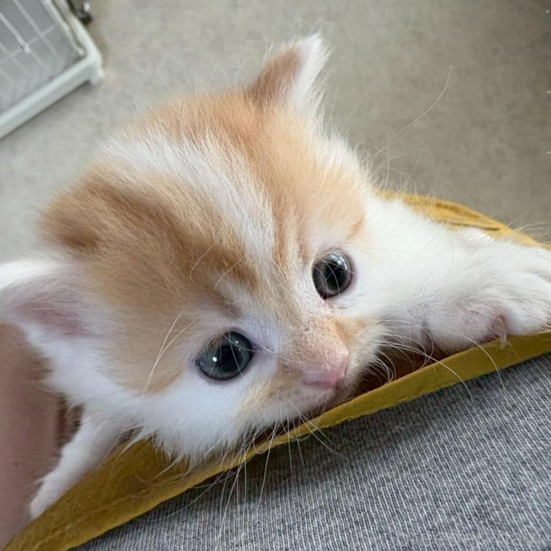 販売中の広島県のミヌエット(短足)-135138の15枚目