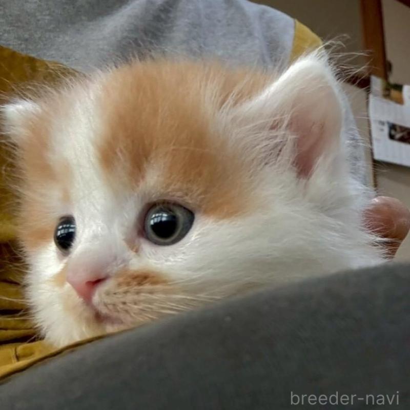 販売中の広島県のミヌエット(短足)-135138の14枚目