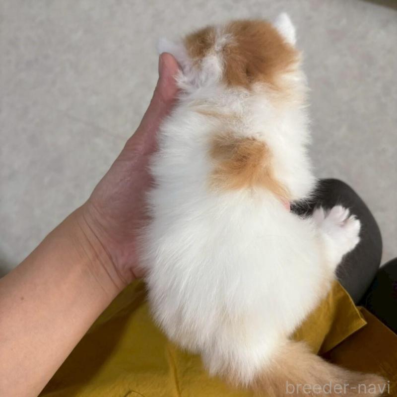 販売中の広島県のミヌエット(短足)-135138の13枚目