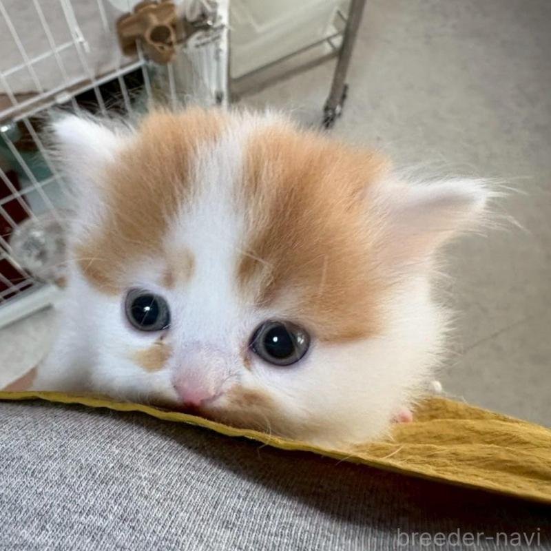 販売中の広島県のミヌエット(短足)-135138の11枚目