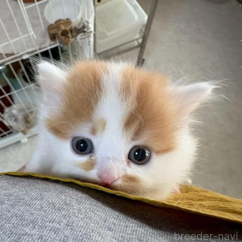 販売中の広島県のミヌエット(短足)-135138の10枚目