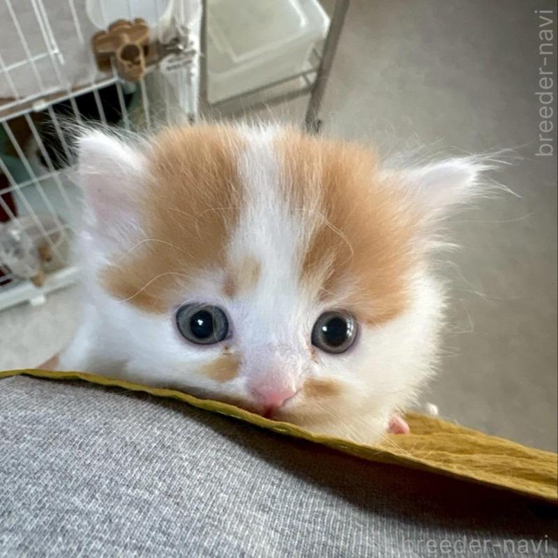 販売中の広島県のミヌエット(短足)-135138の9枚目