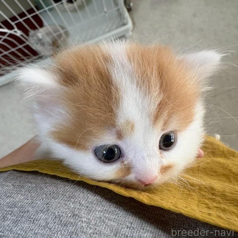 販売中の広島県のミヌエット(短足)-135138の7枚目