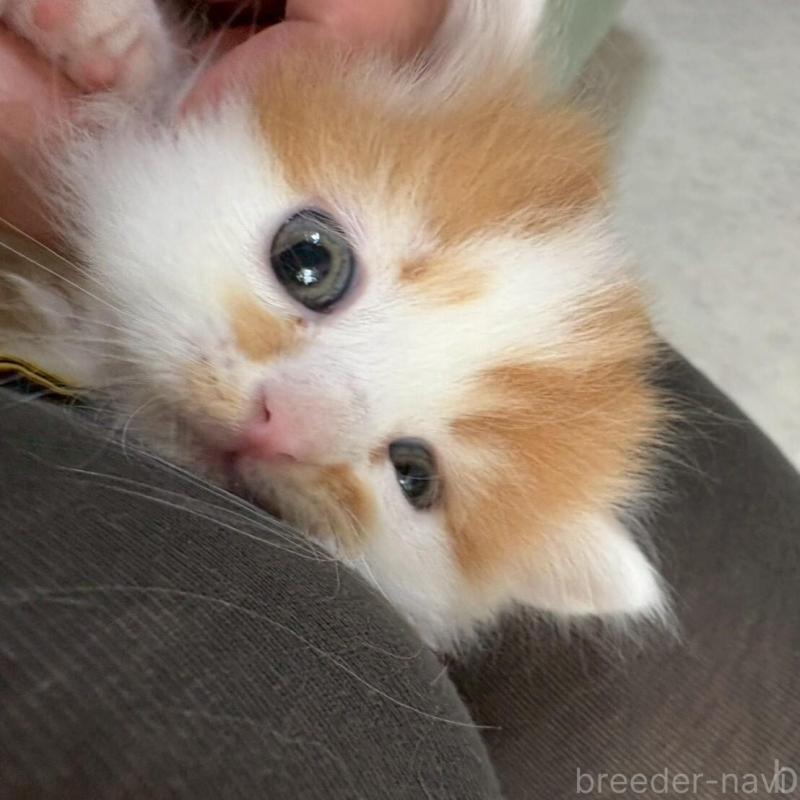 販売中の広島県のミヌエット(短足)-135138の6枚目