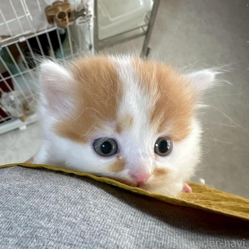 販売中の広島県のミヌエット(短足)-135138の5枚目