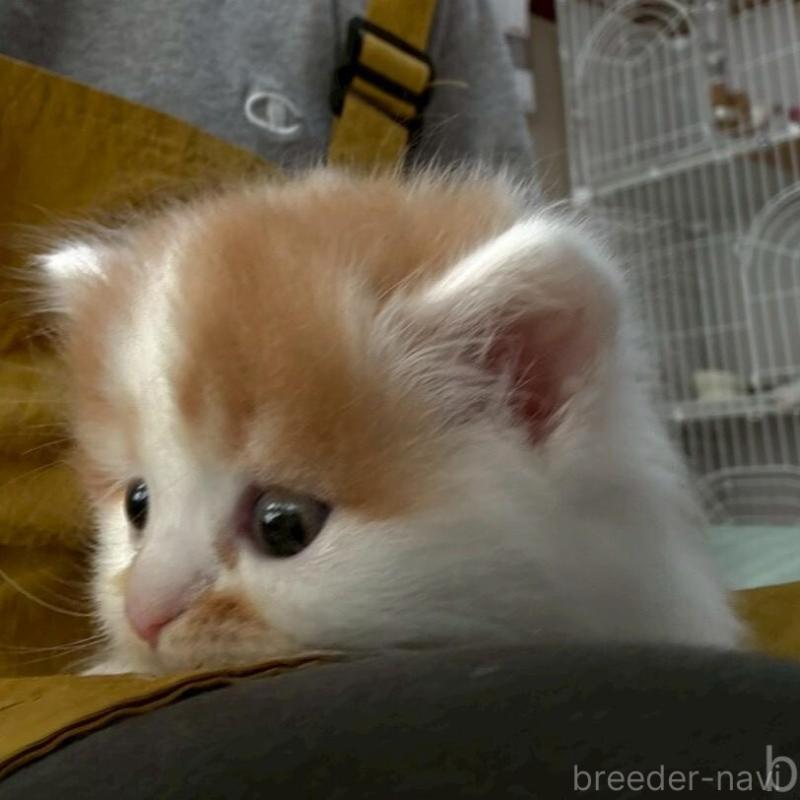 販売中の広島県のミヌエット(短足)-135138の4枚目