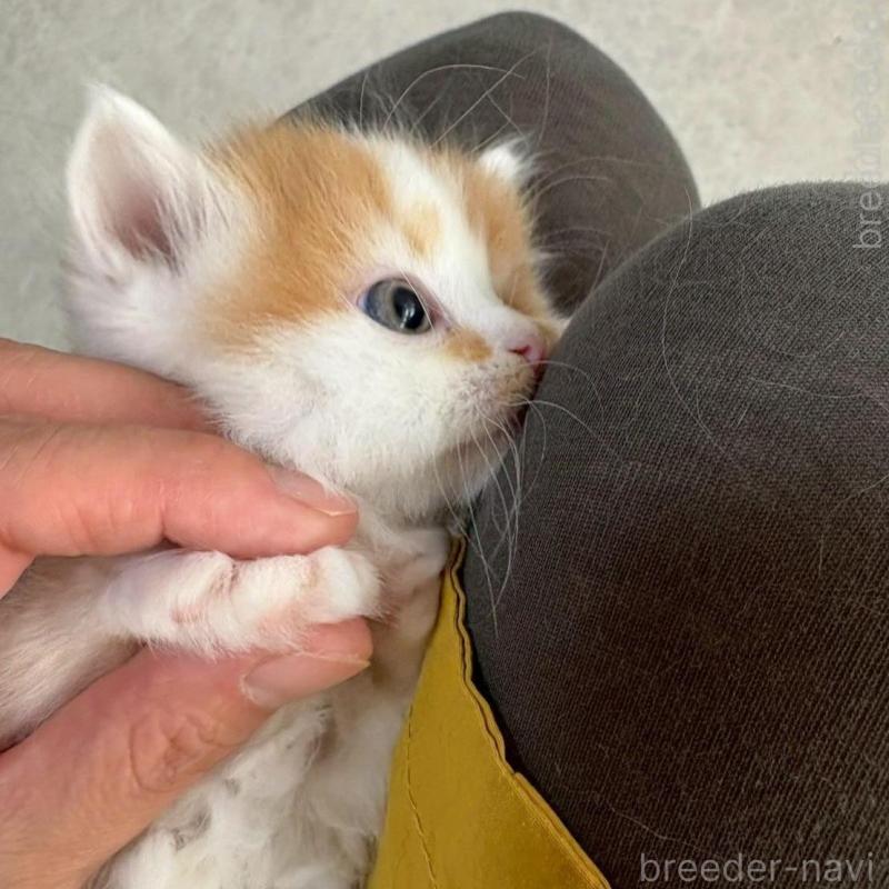 販売中の広島県のミヌエット(短足)-135138の3枚目