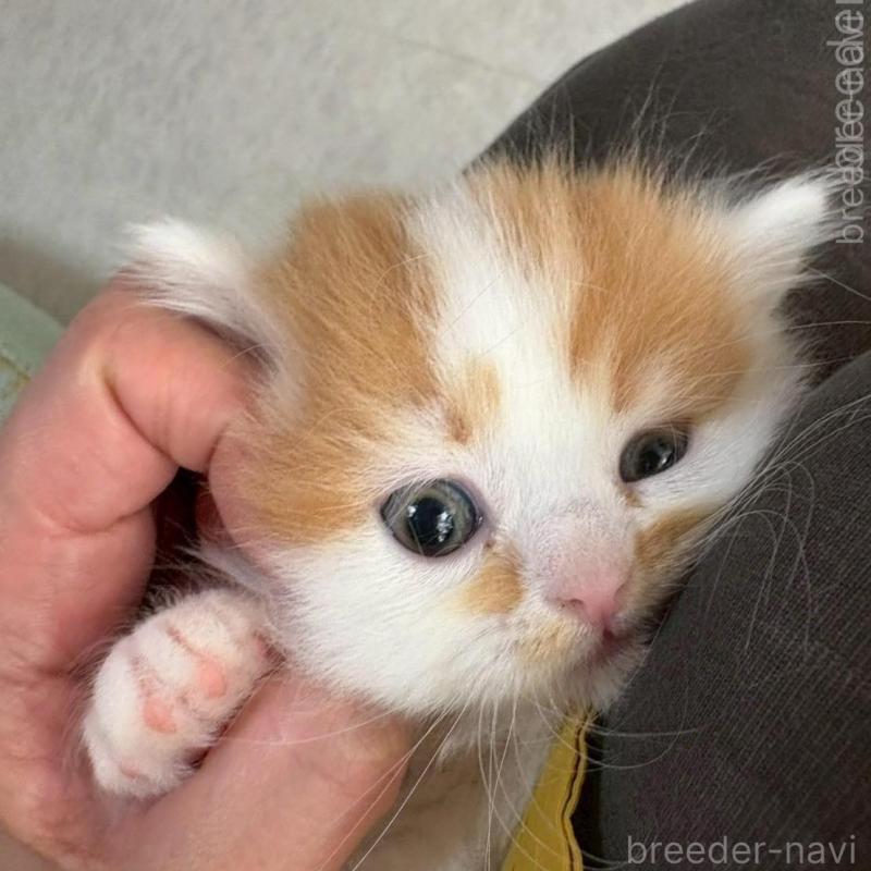 販売中の広島県のミヌエット(短足)-135138の2枚目