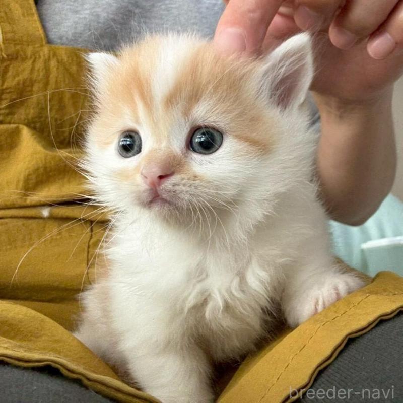 販売中の広島県のミヌエット(短足)-135139の13枚目