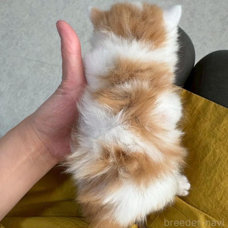 販売中の広島県のミヌエット(短足)-135139の12枚目