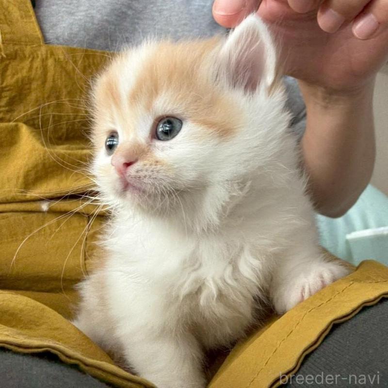 販売中の広島県のミヌエット(短足)-135139の11枚目