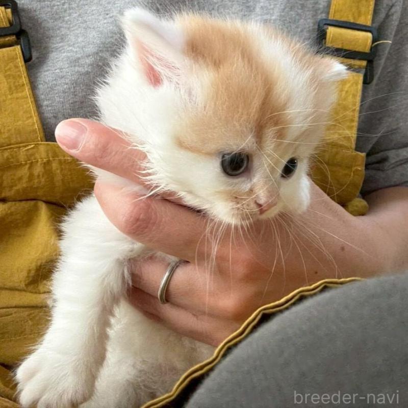 販売中の広島県のミヌエット(短足)-135139の10枚目