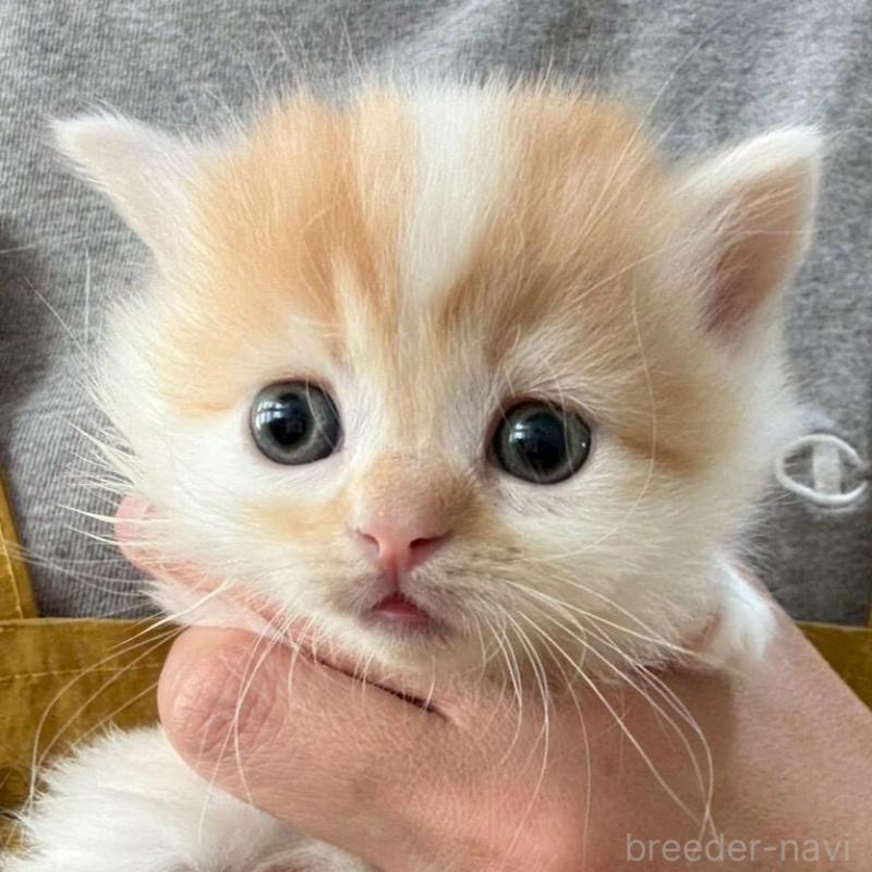 販売中の広島県のミヌエット(短足)-135139の8枚目