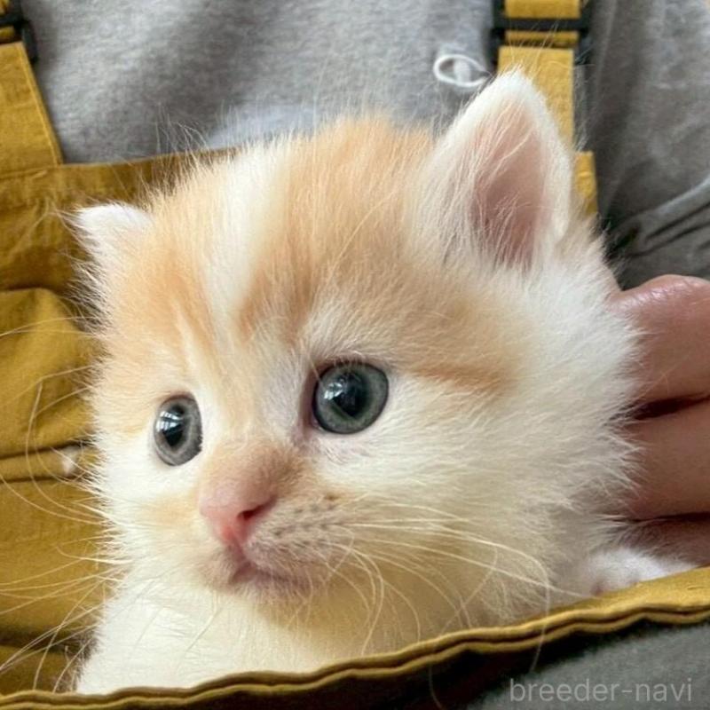 販売中の広島県のミヌエット(短足)-135139の7枚目