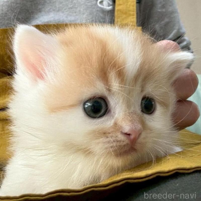 販売中の広島県のミヌエット(短足)-135139の6枚目