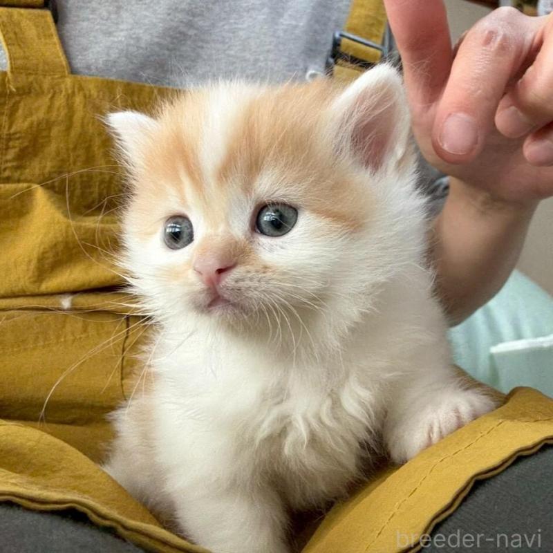 販売中の広島県のミヌエット(短足)-135139の5枚目