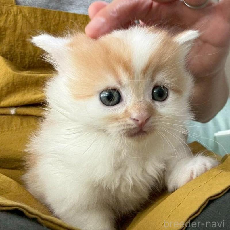 販売中の広島県のミヌエット(短足)-135139の4枚目