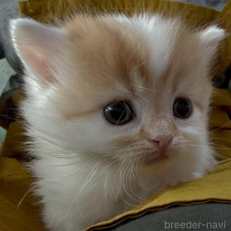 販売中の広島県のミヌエット(短足)-135139の3枚目