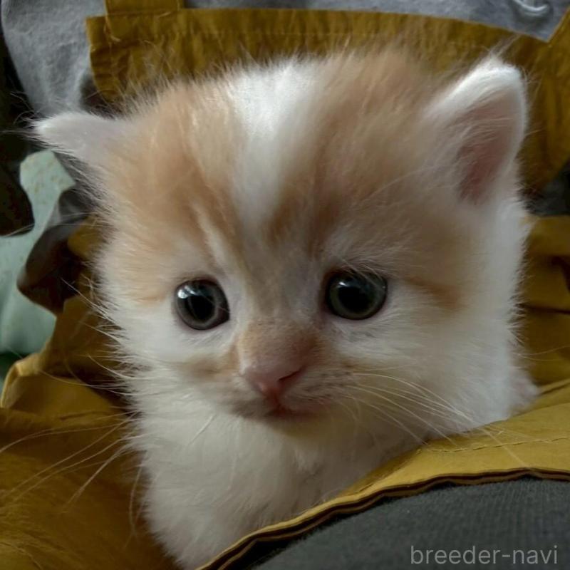 販売中の広島県のミヌエット(短足)-135139の2枚目