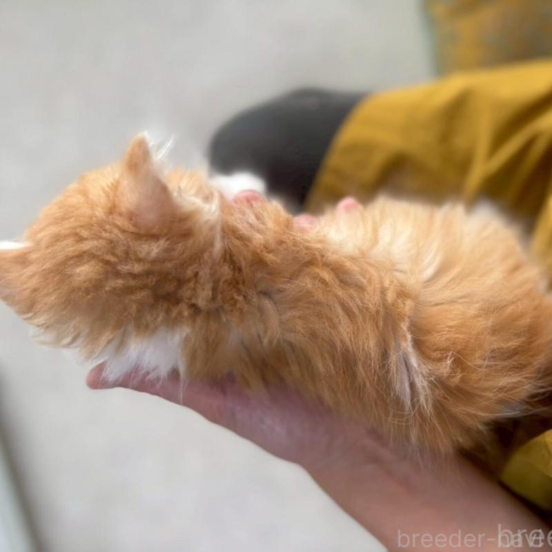 販売中の広島県のミヌエット-135140の9枚目