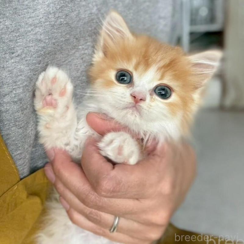 販売中の広島県のミヌエット-135140