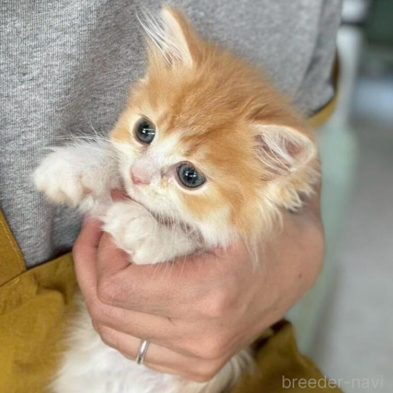 販売中の広島県のミヌエット-135140の8枚目