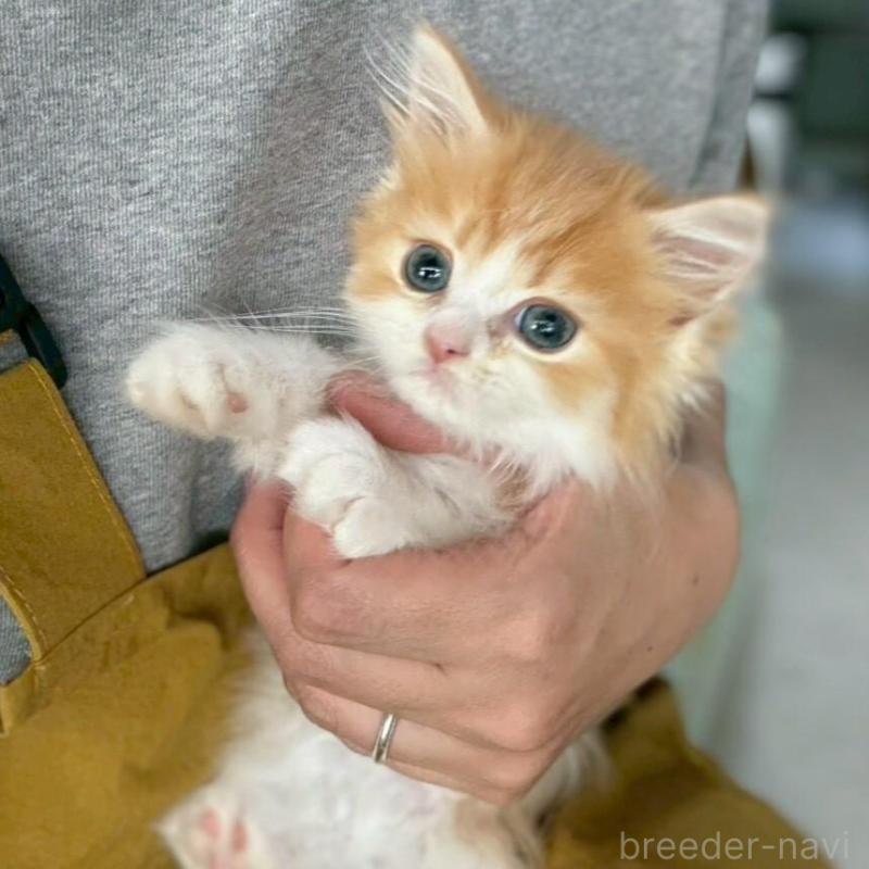 販売中の広島県のミヌエット-135140の7枚目