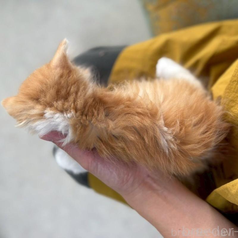 販売中の広島県のミヌエット-135140の6枚目