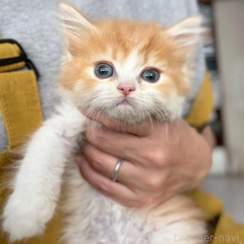 販売中の広島県のミヌエット-135140の5枚目