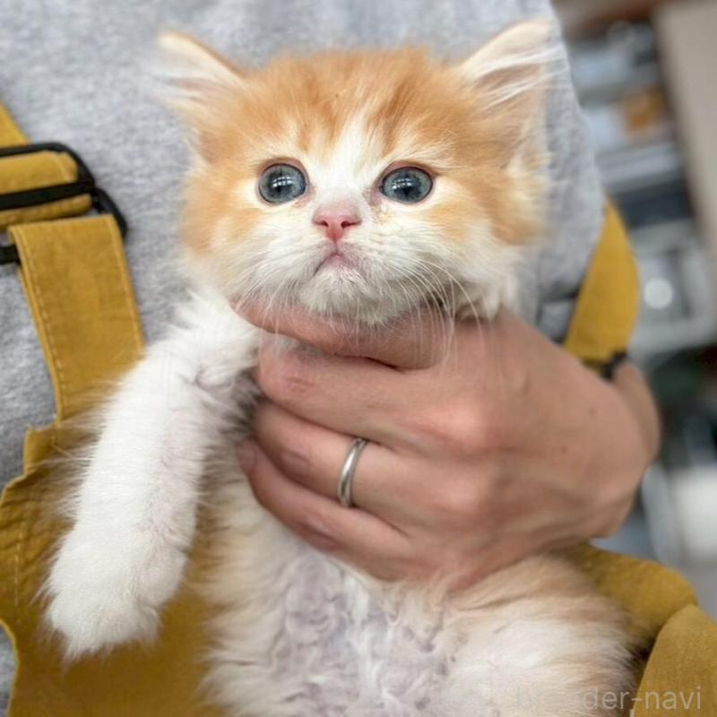 販売中の広島県のミヌエット-135140の4枚目