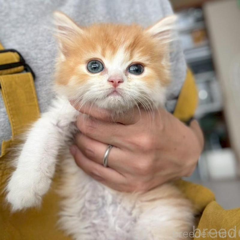 販売中の広島県のミヌエット-135140の3枚目