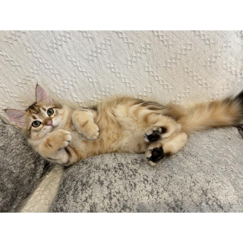 販売中の徳島県のサイベリアン-130409の6枚目