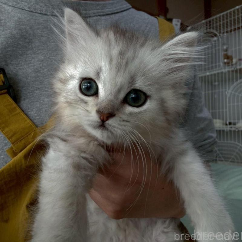 販売中の広島県のミヌエット-135141の16枚目