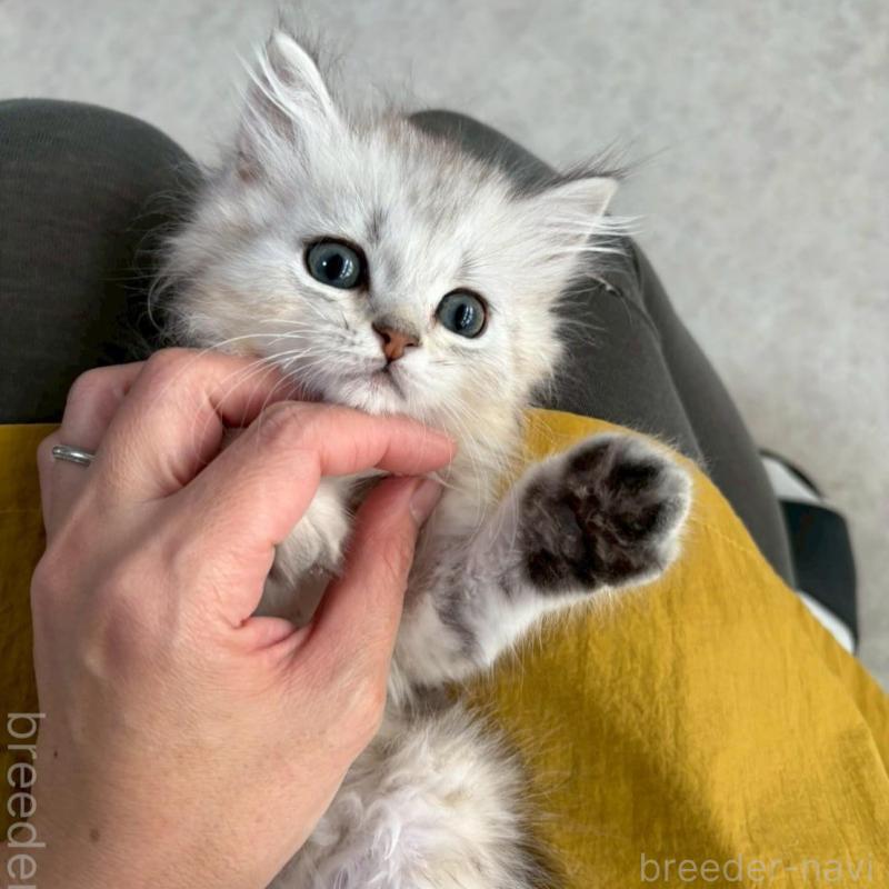 販売中の広島県のミヌエット-135141の15枚目