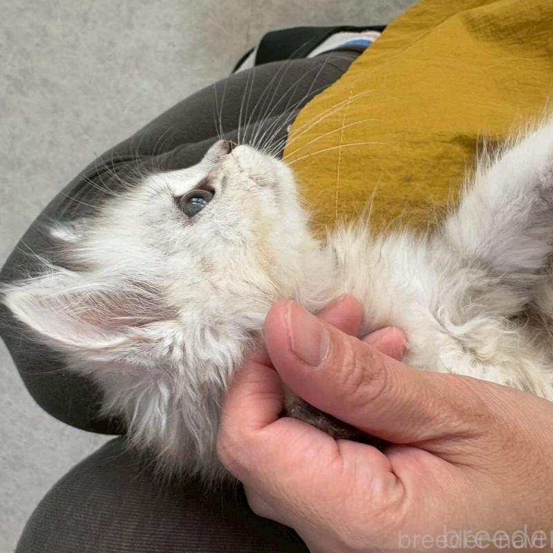 販売中の広島県のミヌエット-135141の14枚目