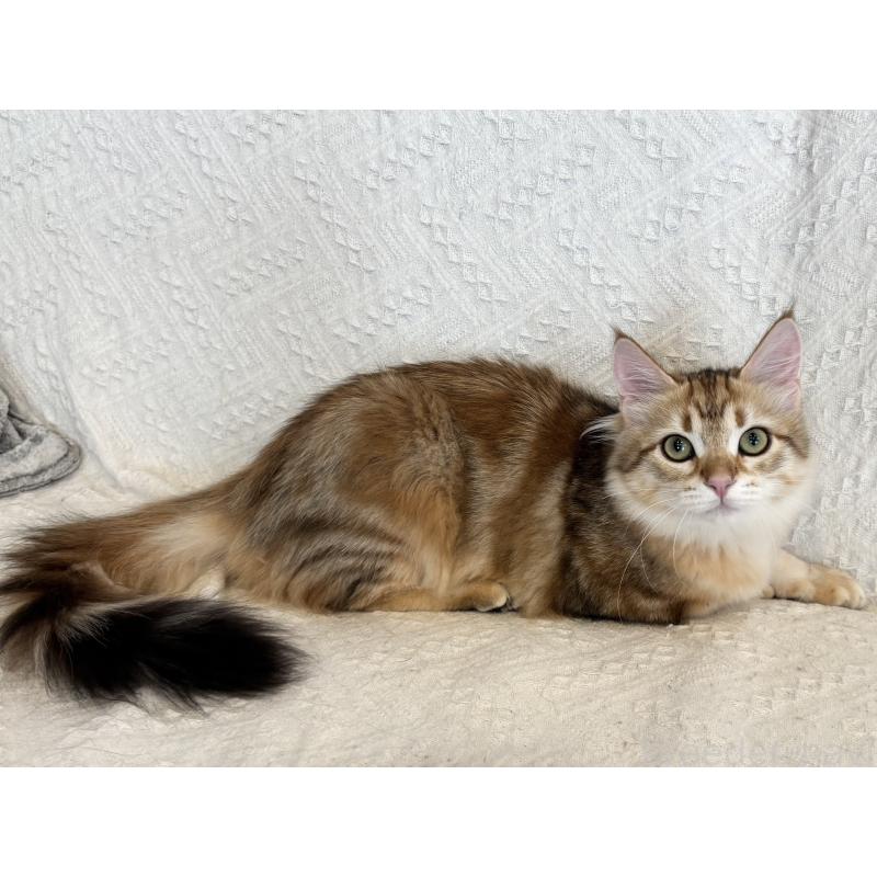 販売中の徳島県のサイベリアン-130409の5枚目