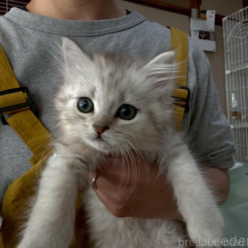 販売中の広島県のミヌエット-135141の13枚目